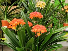 -北京植物园-展览温室