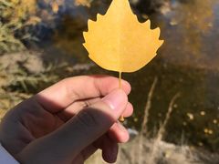 -金塔沙漠胡杨林景区