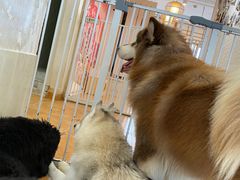 -Let's go狗咖·猫咖·奶狗·桌游(春熙路IFS店)