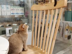 -楼上猫咖(罗湖店)