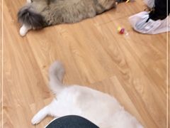 -COLOR PETS 撸猫馆·购猫·猫咖(长风大悦城店)