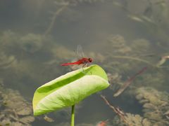-莲花池公园