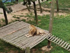 -西霞口神雕山野生动物世界