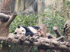 -都江堰中华大熊猫苑