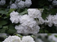 -国家植物园