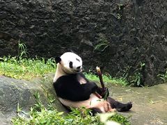 -都江堰中华大熊猫苑