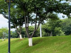 -羊山湖公园