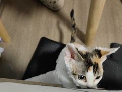 -艾吉宠物医院·疑难杂症转诊中心·猫友好(碧江路院)