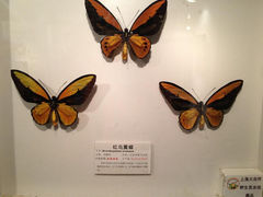 13.1-上海大自然野生昆虫馆