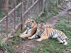 -哈尔滨北方森林动物园