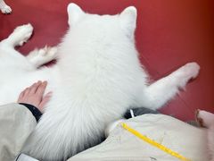 -和它·交个朋友·狗咖猫咖(爱琴海店)