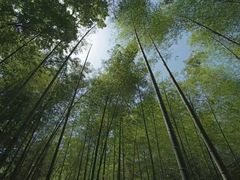 -云栖竹径