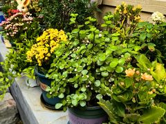 -后海16号·北京私房菜