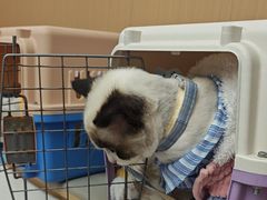 -瑞派康怡24h宠物医院·犬猫医疗中心·微创绝育(瑞景分院)