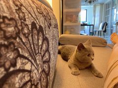 -翊宠yipet猫狗购宠庄园犬舍•猫舍