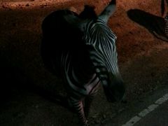 -清迈夜间动物园