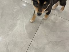 -柴犬小屋·柴餐厅·狗咖食堂(金鼎广场店)