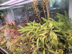 -中国科学院西双版纳热带植物园