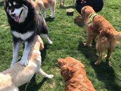 -趣玩宠物乐园寄养训犬训狗游泳池