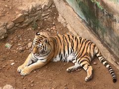 -西霞口神雕山野生动物世界