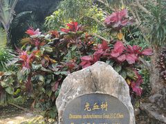 -中国科学院西双版纳热带植物园