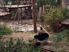 游乐设施-成都大熊猫繁育研究基地