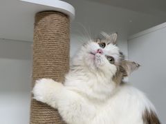 -十月米努特矮脚猫舍