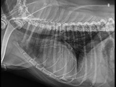 -圣宠动物医院·犬猫专科·影像中心·外科中心