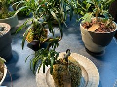 -自由生长植物工作室(深港花卉中心店)