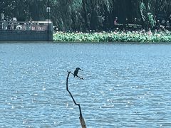 -莲花池公园