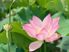 -长兴太湖图影湿地文化园