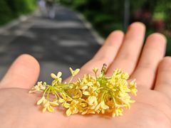 -云溪植物园