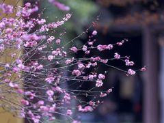 -慧因高丽寺