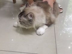 -瑞派康怡24h宠物医院·犬猫医疗中心·微创绝育(瑞景分院)