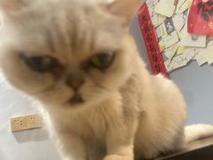 -Meowの猫咖(万家丽店)