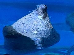 -海合安青岛极地海洋公园