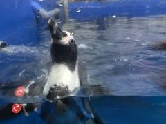 -太平洋海底世界