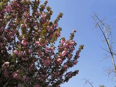 -四川大学(华西校区)