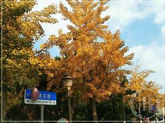 -八大关景区