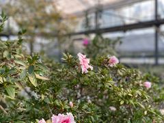-中国科学院华南植物园