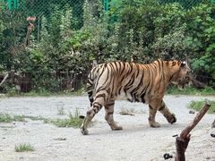 -上海野生动物园老虎餐厅