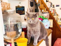 -海边的猫和咖啡馆