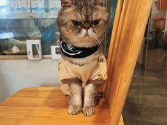 -楼上猫咖(罗湖店)