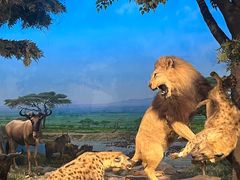 -国家自然博物馆