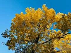 -三里屯东五街银杏大道