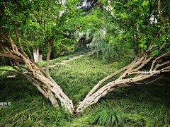 -泰州凤城河风景区-泰山公园