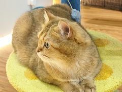 -COLOR PETS 撸猫馆·购猫·猫咖(长风大悦城店)