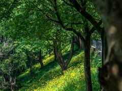 -西湖风景区-江洋畈生态公园