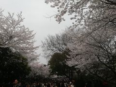 -武汉大学-樱园