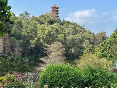 -深圳仙湖植物园